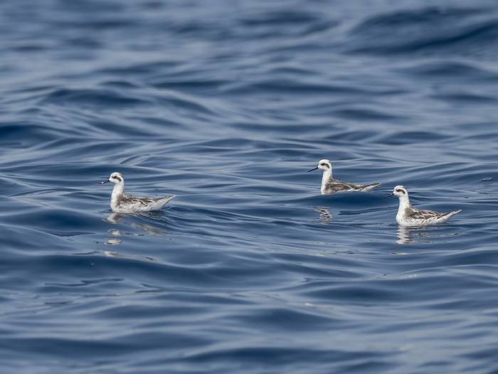 Red-necked Phalarope © T. Laws, February 2024 tour