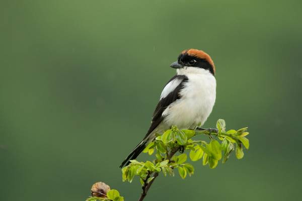 Woodchat Shrike shutterstock_1257898543.jpg