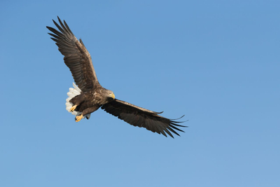 The Best of Scotland’s Wildlife