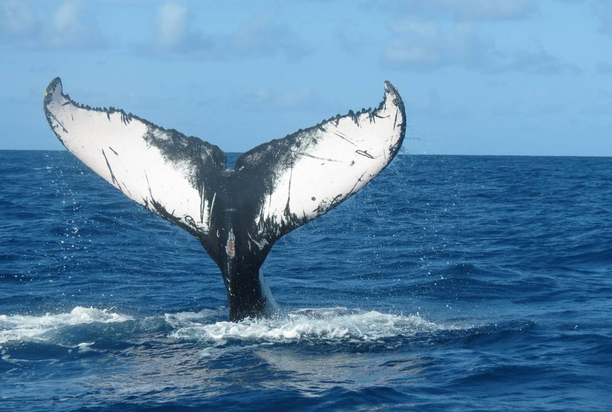 Dominican Republic Swimming With Humpbacks Naturetrek