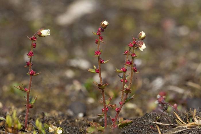 Drooping Saxifrage