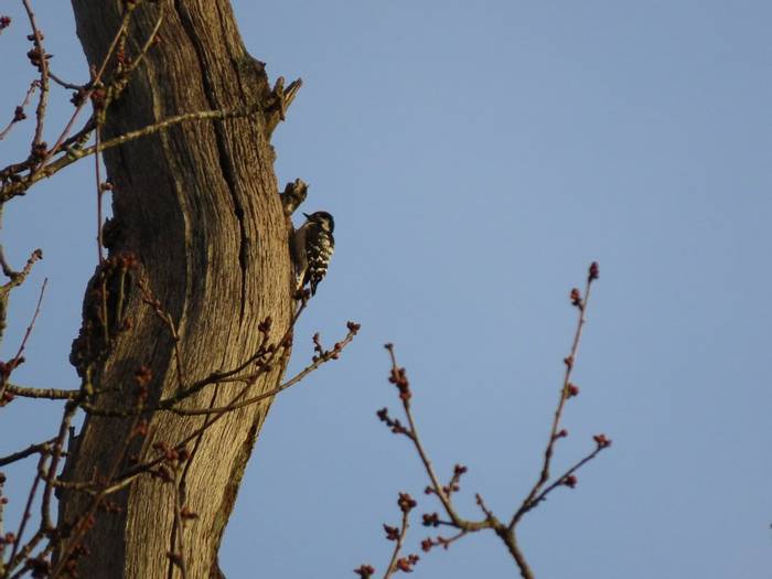 Lesser Spotted Woodpecker (male) © Jonathan Mycock