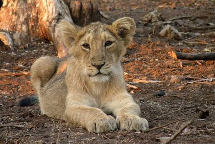 Asiatic Lion cub