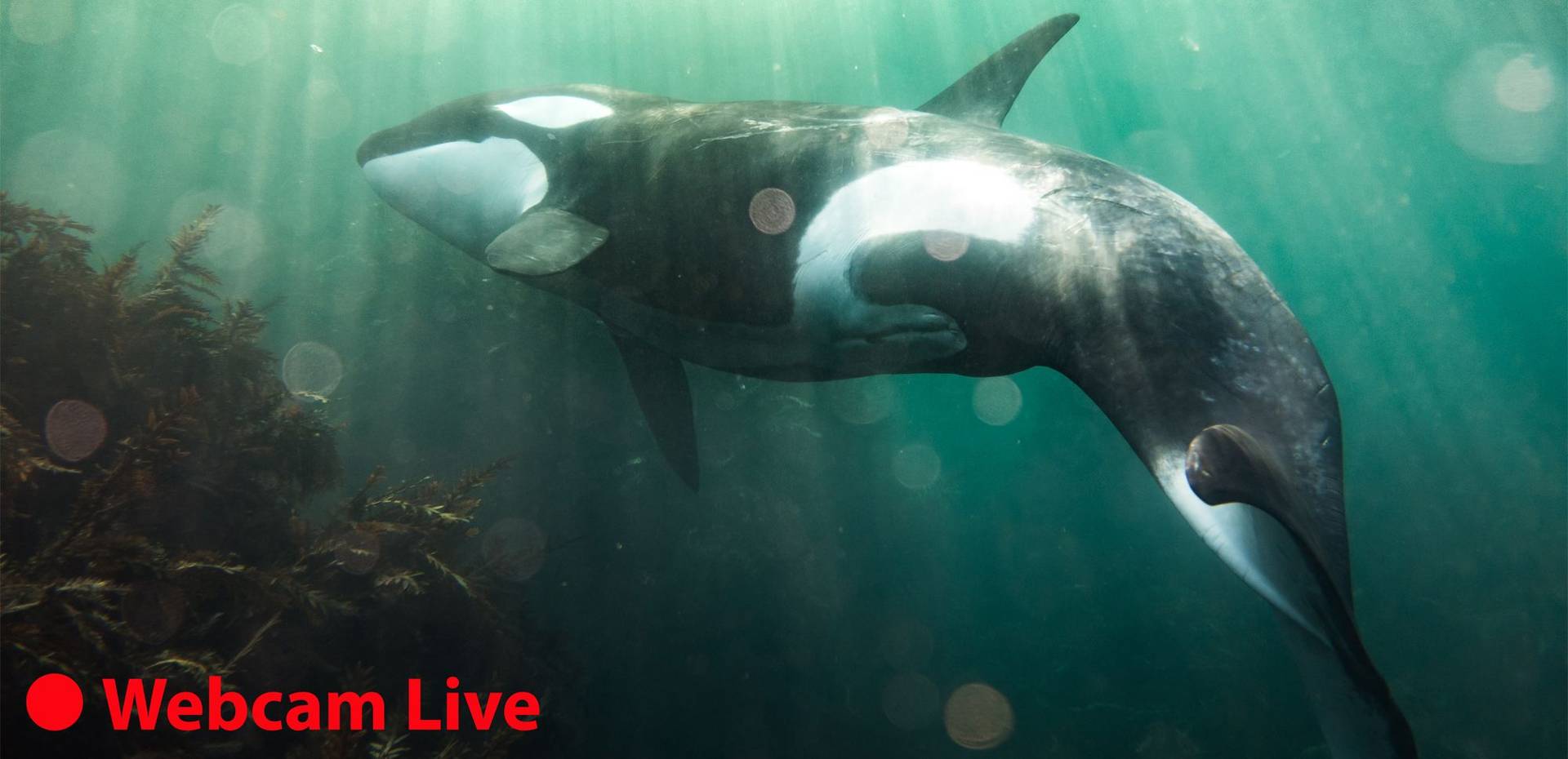 Wildlife Webcams: Watch Wildlife Live in your Living Room