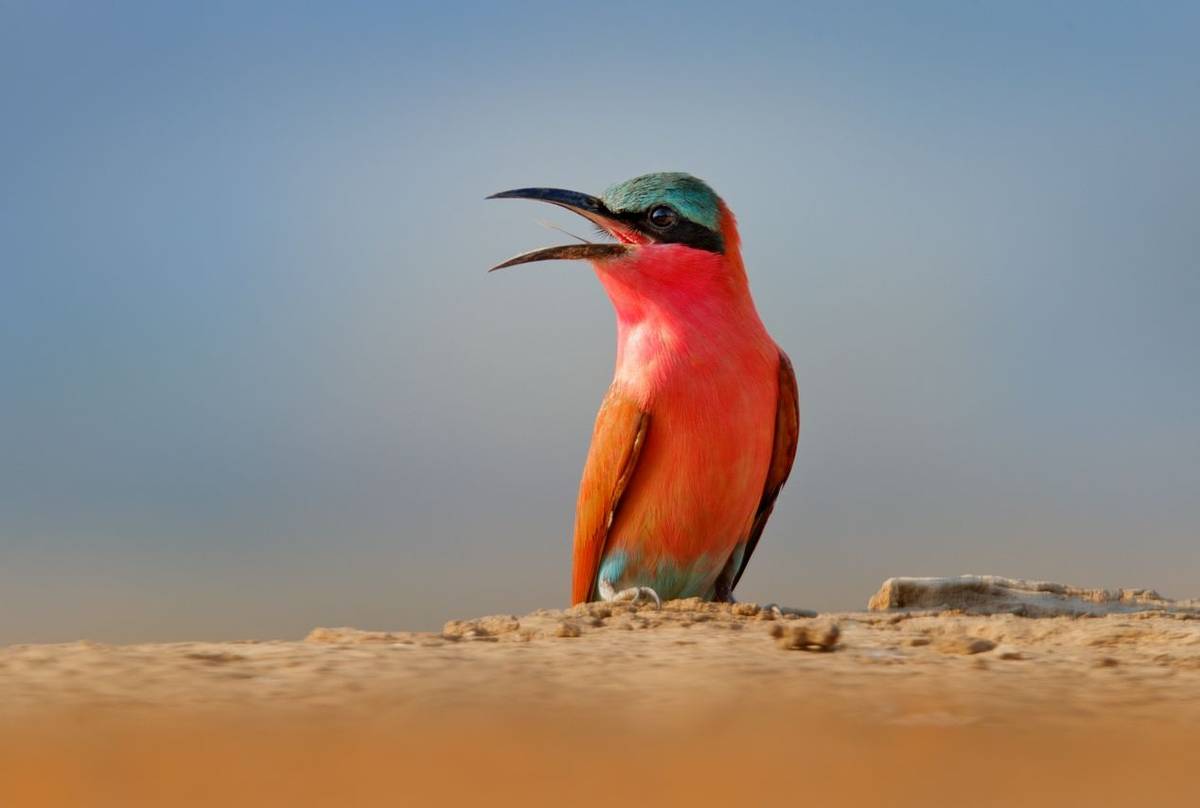 Southern Carmine Bee-eater shutterstock_1864307335.jpg