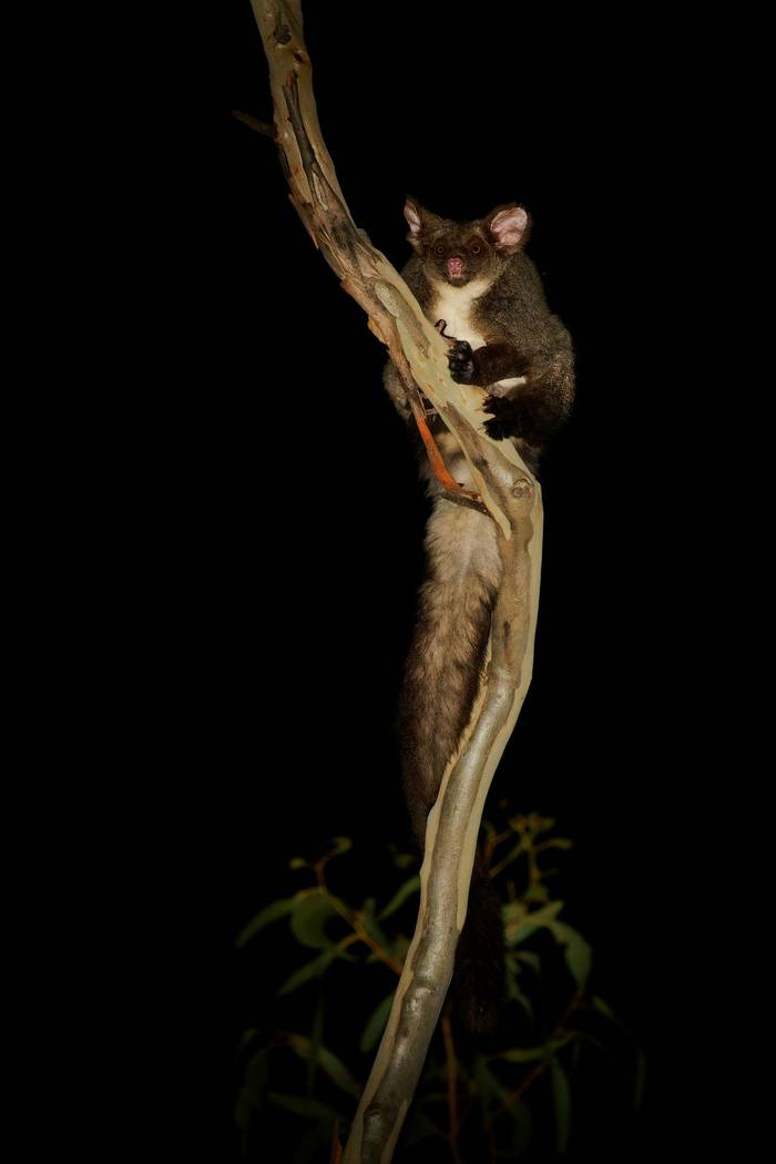 Greater Glider, Australia shutterstock_2686463823.jpg