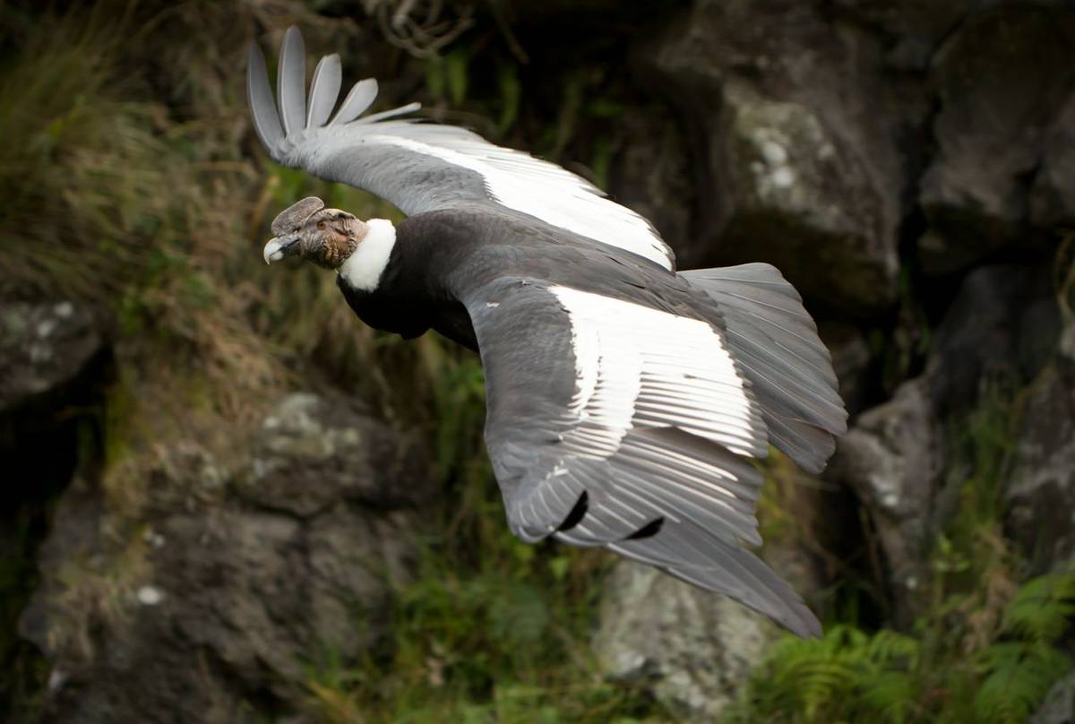 Andean Condor.