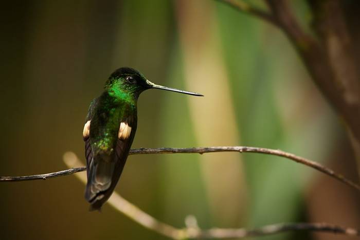 Buff-winged Starfrontlet, Ecuador shutterstock_356031791.jpg