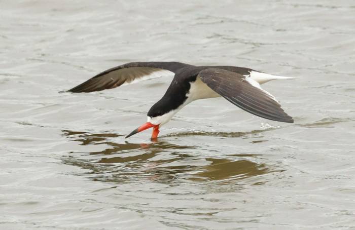 Black Skimmer by Barrie Cooper .jpg