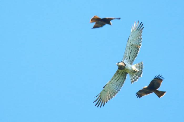 Short-toed Eagle (and Black Kites) (Wim Bovens)