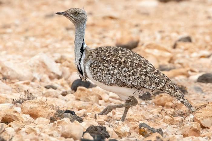 Houbara Bustard, Fuerteventura © Brian Small (2).jpg