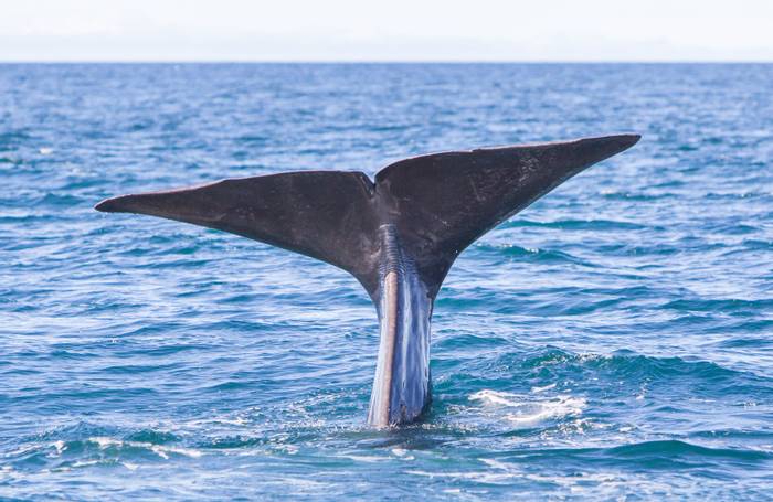 Sperm Whale, Lofoten shutterstock_487545256.jpg