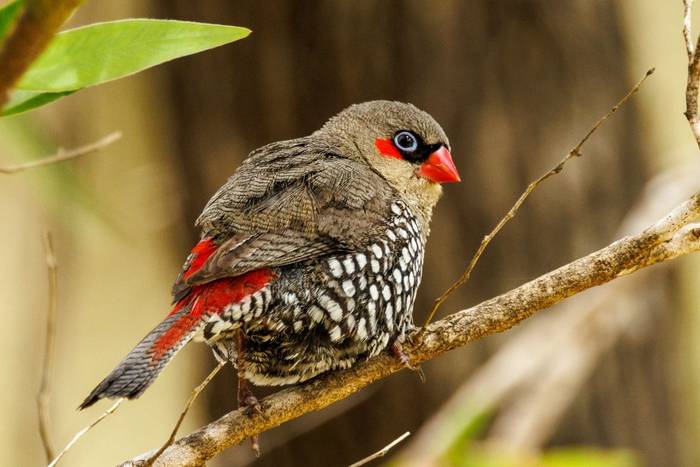 Red-eared Firetail shutterstock_2231427843.jpg