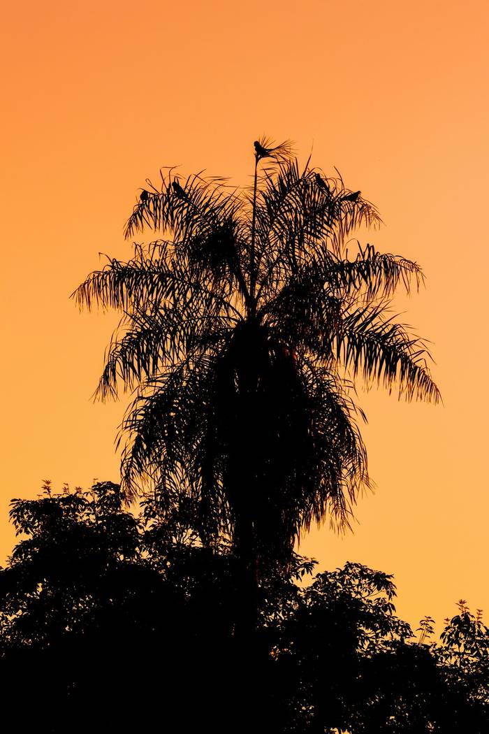 Nanday Parakeets at sunset © James Warren, May 2026.jpg
