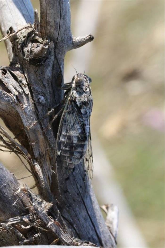 Cicada (Gerald Broddelez)