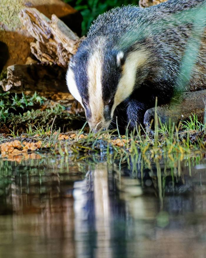 Badger - Alan & Anne Smith - 2022 tour).jpg