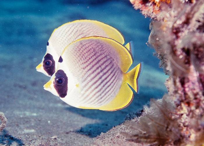 Indonesia Butterflyfish (Adiogaster) (Charles Anderson)