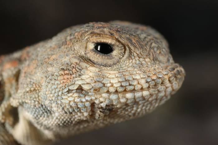 Central Asian Toadhead Agama (Phrynocephalus guttatus alpherakii) © Dan Lay, June 2025