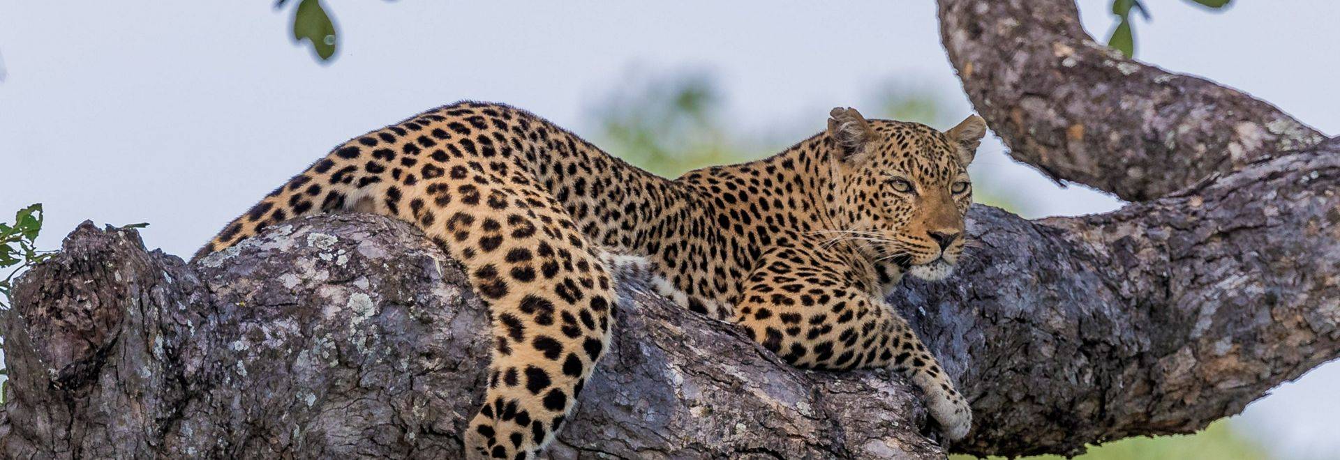 Leopard, Zambia (cropped) shutterstock_1011296299.jpg in-viewport