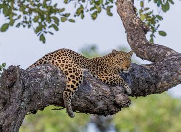 Zambia's South Luangwa National Park (Mammals)