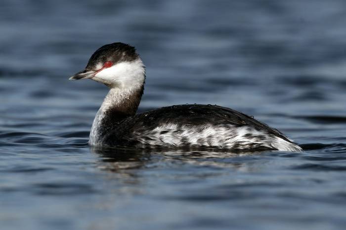 Slavonian Grebe shutterstock_142745743.jpg