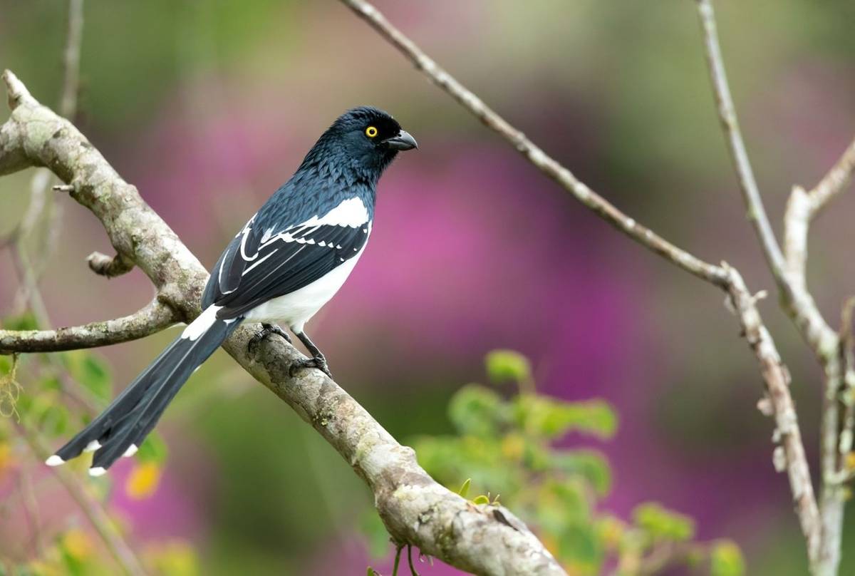 Magpie Tanager