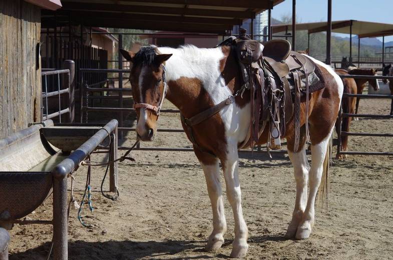 hidden-trails-white-stallion-ranch-arizona-horse-gear.jpg