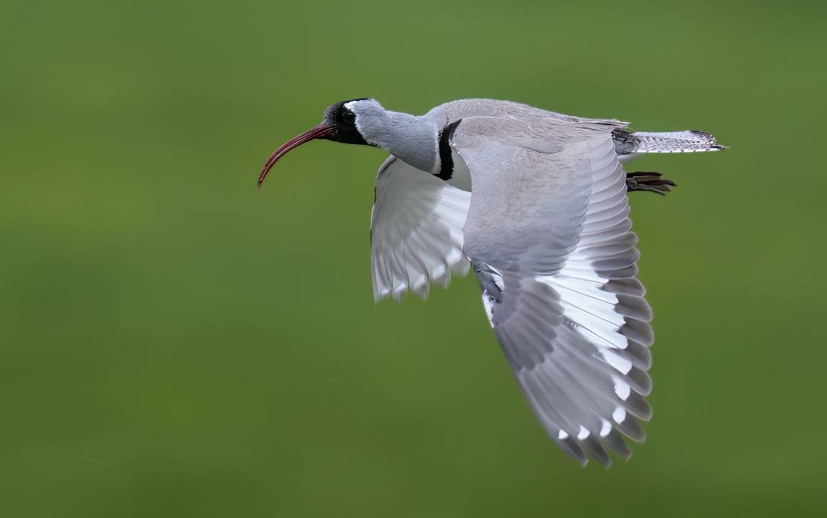 Ibisbill © Chris Griffin, May 2025