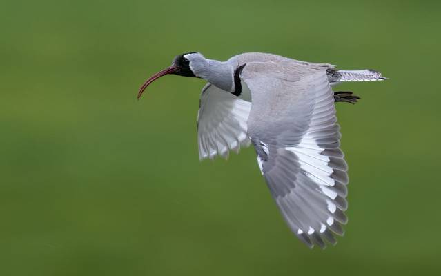 Ibisbill © Chris Griffin, May 2025