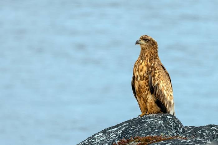 White-tailed Eagle by Alun Gee.jpg