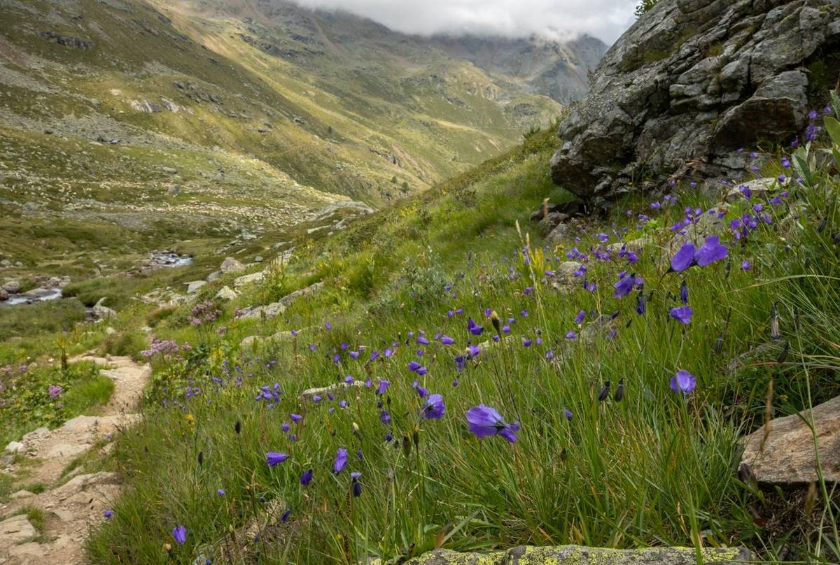 Italian Alps habitat © Simone Giachello