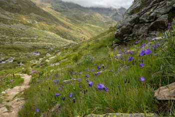 Italian Alps habitat © Simone Giachello