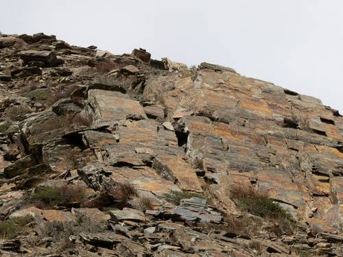 Snow leopard seen by our Upper Dolpo group in June 2022