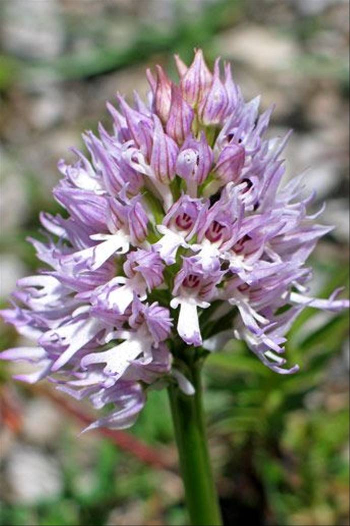 Naked Man Orchid, Orchis italica (Paul Harmes)