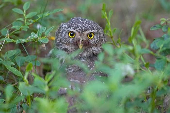 Pygmy Owl (Jari Peltomaki)