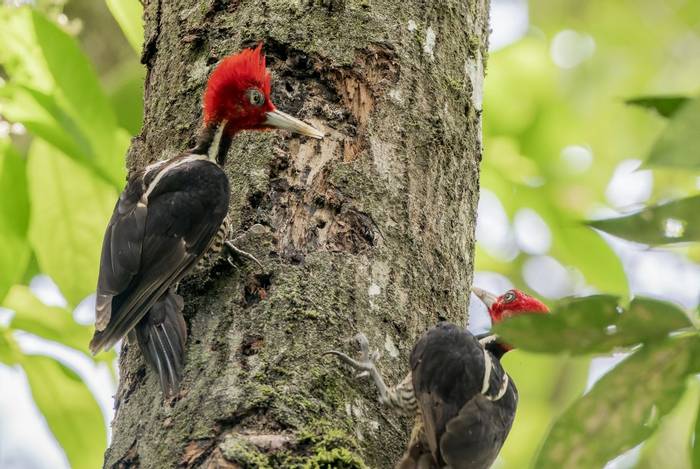 Pale-billed Woodpecker, Selva Verde lodge, Costa Rica, 1 April 2022, KEVIN ELSBY FRPS.jpg