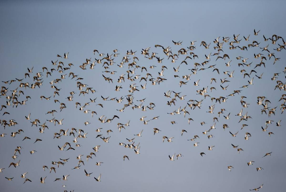 Golden Plover, Gloucestershire UK shutterstock_146489216.jpg