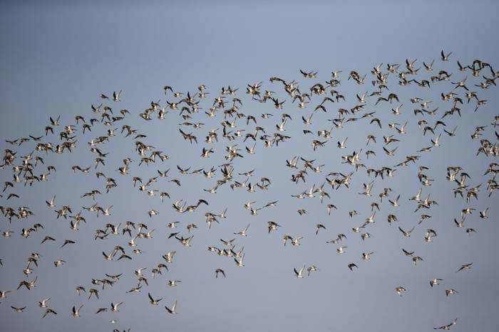 Golden Plover, Gloucestershire UK shutterstock_146489216.jpg