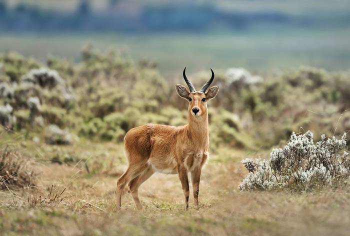 Bohor Reedbuck