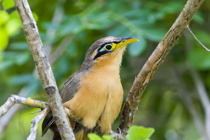 Lesser Ground-cuckoo. shutterstock_152931989.jpg