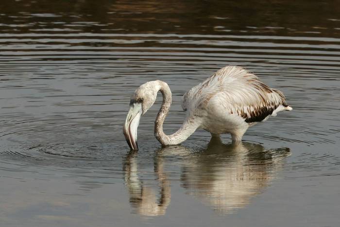Greater Flamingo © Dave Jackson, November 2025 tour