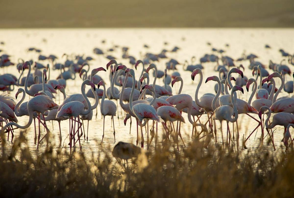 Greater Flamingoes
