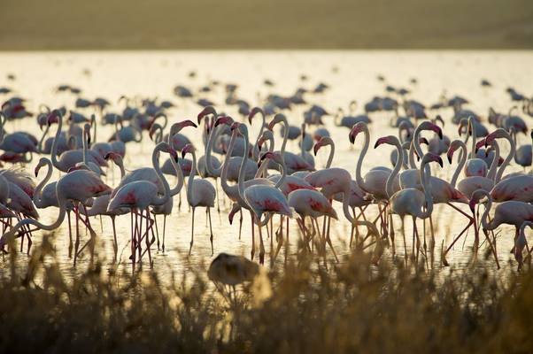 Greater Flamingoes