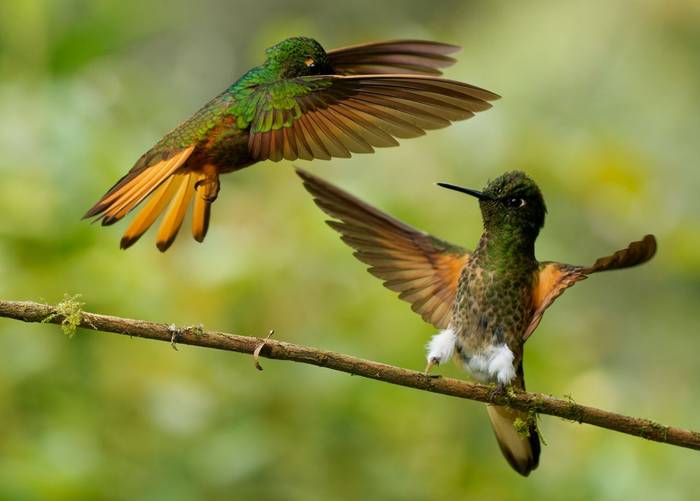 Chestnut-breasted Coronet, Ecuador shutterstock_2261667723.jpg