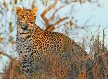 Zambia's South Luangwa Through the Lens