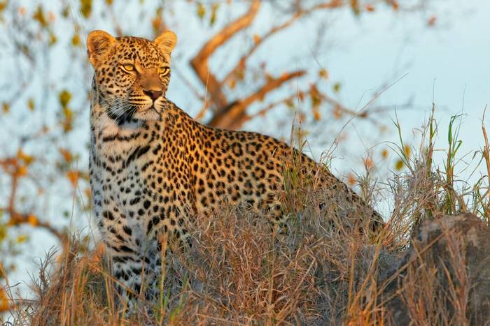 Leopard, South Africa shutterstock_42929203.jpg