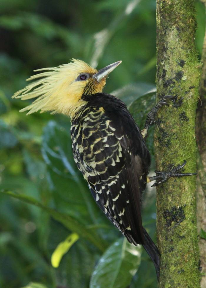 Blond-Crested Woodpecker