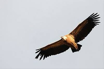 Griffon Vulture by David Morris