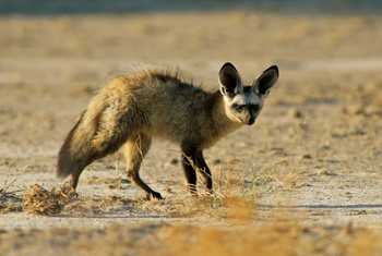 Bat-eared Fox