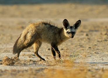 Botswana's Kalahari Desert